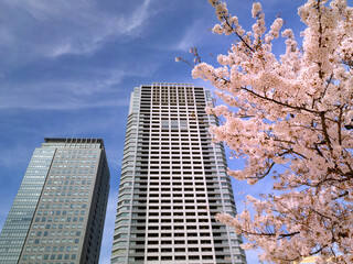 桜が満開の錦糸公園　東京都
