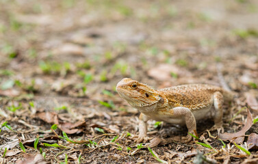 bearded dragon on ground with blur background