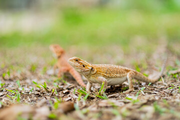 bearded dragon on ground with blur background