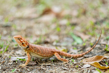 bearded dragon on ground with blur background