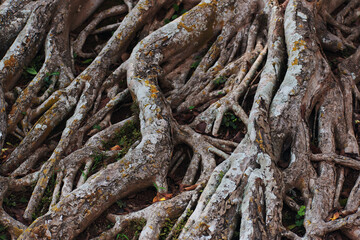 The roots of the banyan tree spread over the ground