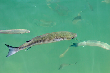Top view of A larger flathead gray mullet fish accompanied by smaller ones right under the surface. - Powered by Adobe