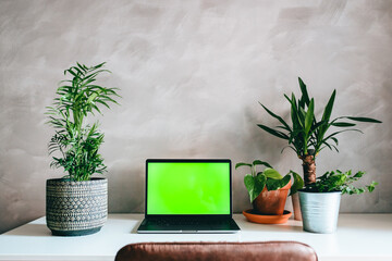 Green screen laptop workstation in home or office with green tropical plants on white desk and gray concrete wall