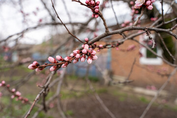 Spring apricot blossom. The buds turn into flowers