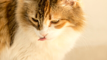 Calico or tricolor furry domestic cat seen licking its lips after eating in a front close up portrait.