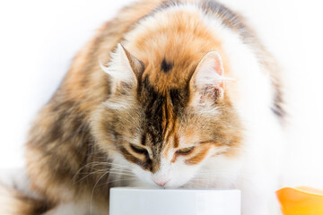 Domestic calico or tricolor cat in orange, brown and white color with thick fur eating from a white bowl in a close up front portrait with full body.