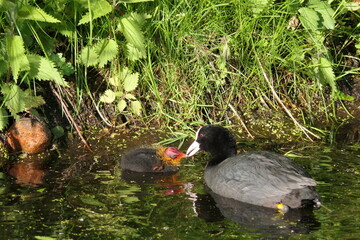 Blässralle beim Füttern