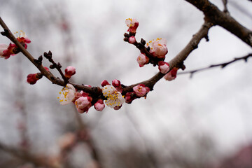 Spring apricot blossom. The buds turn into flowers
