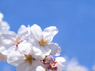 サクラ　ソメイヨシノ