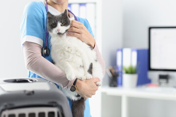 Veterinarian is holding cat in his office