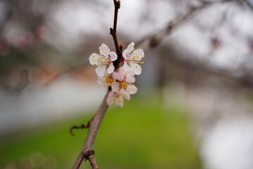Spring apricot blossom. The buds turn into flowers