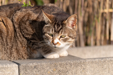 のんびり過ごす猫　キジトラ白