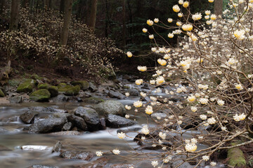 川沿いに咲くミツマタ