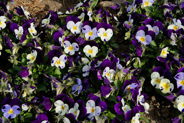 Pansy viola field with white and purple flowers