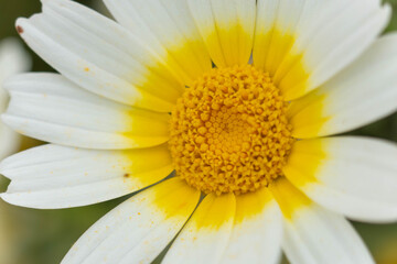 the life in the wild