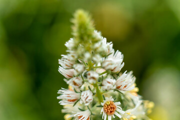 the life in the wild