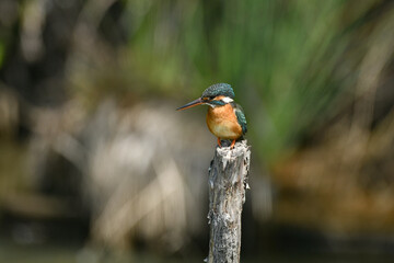 止まり木のカワセミ