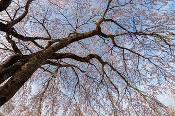 桜を下から見上げる