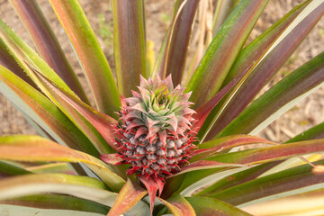One Pineapple Plant naturally growing.