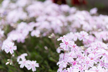 可愛い芝桜　白色とピンク色