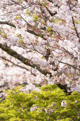 桜と新緑