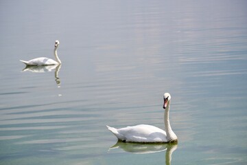 Two swans on a calm lake looking in the same direction