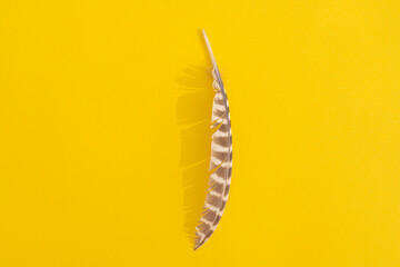 owl feather with hard shadow on colorful background