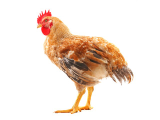 Young brown rooster isolated on white
