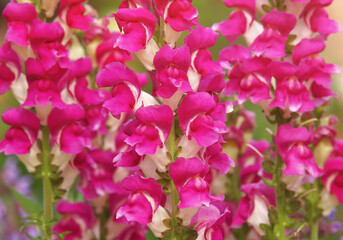 Red snapdragon flowers, Antirrhinum majus