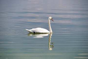 Single swan further away on a calm lake