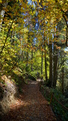 path in autumn forest in Sochi