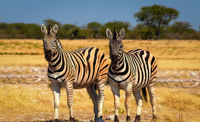 Fototapeta na wymiar Wild african animals. Two African Mountain Zebras standing in grassland. Etosha National Park.