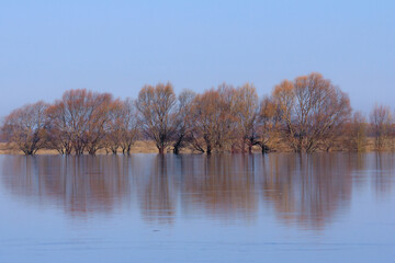 Flooded trees on the banks of the Oka river in Russia and its reflections, in golden-blue tones.