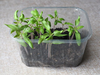 Tomato seedlings. Growing seedlings on the windowsill. Green lifestyle.
