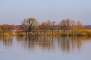 Obraz premium Flooded trees on the banks of the Oka river in Russia and its reflections, in golden-blue tones.