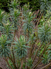 Spring flowers in the garden.
