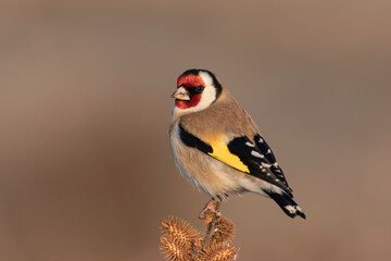 European Goldfinch standing on a thorn