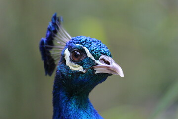 Naklejka premium Peacock lookin to camera, posing like a model