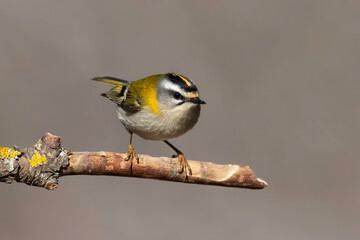 Common Firecrest