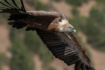 Griffon Vulture in flight