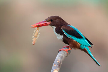 White-throated Kingfisher on branch