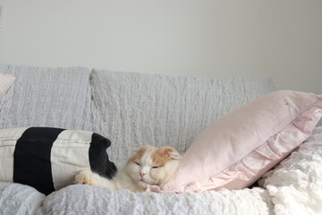 猫とソファー　コピースペース