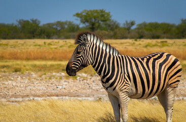 Obraz na płótnie Canvas Wild african animals. African Mountain Zebra standing in grassland. Etosha National Park