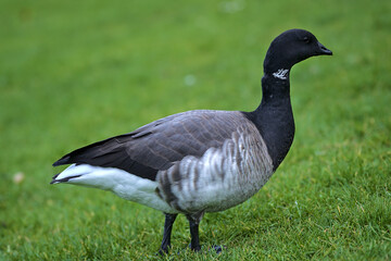 Beautiful closeup view of brent goose (Branta bernicla) with black beak walking and grazing on green lawn in Blackrock Park, Dublin, Ireland