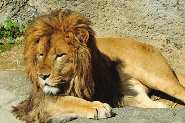 ライオン