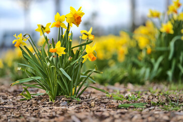 Beautiful low ground view of bunch of spring yellow daffodil (Narcissus) flowers growing in ground mulched with wood chips and shredded leaves in Blackrock, Dublin, Ireland