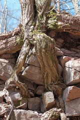 Tree root growing on the stone