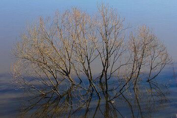 A flooded bush and its reflections - during a flood on the Oka River, Russia.
