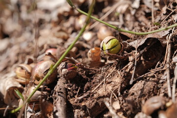 Sprouting acorn surrounded with grass and leaves
