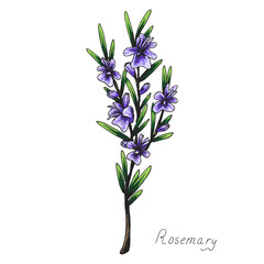 Naklejka na ściany i meble Rosemary. Sprig of plants with leaves. Fragrant Italian seasoning for food. Drawing in the old vintage style. Blooming flowers. Isolated illustration. Hand-drawn ink sketch.